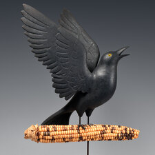 Crow on Corn